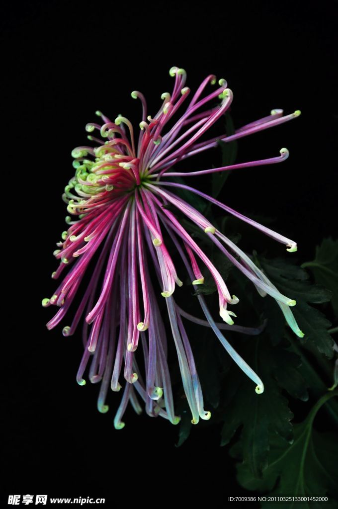 菊花