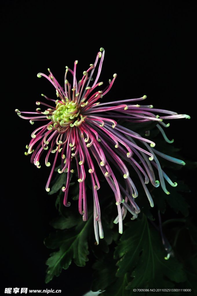 菊花