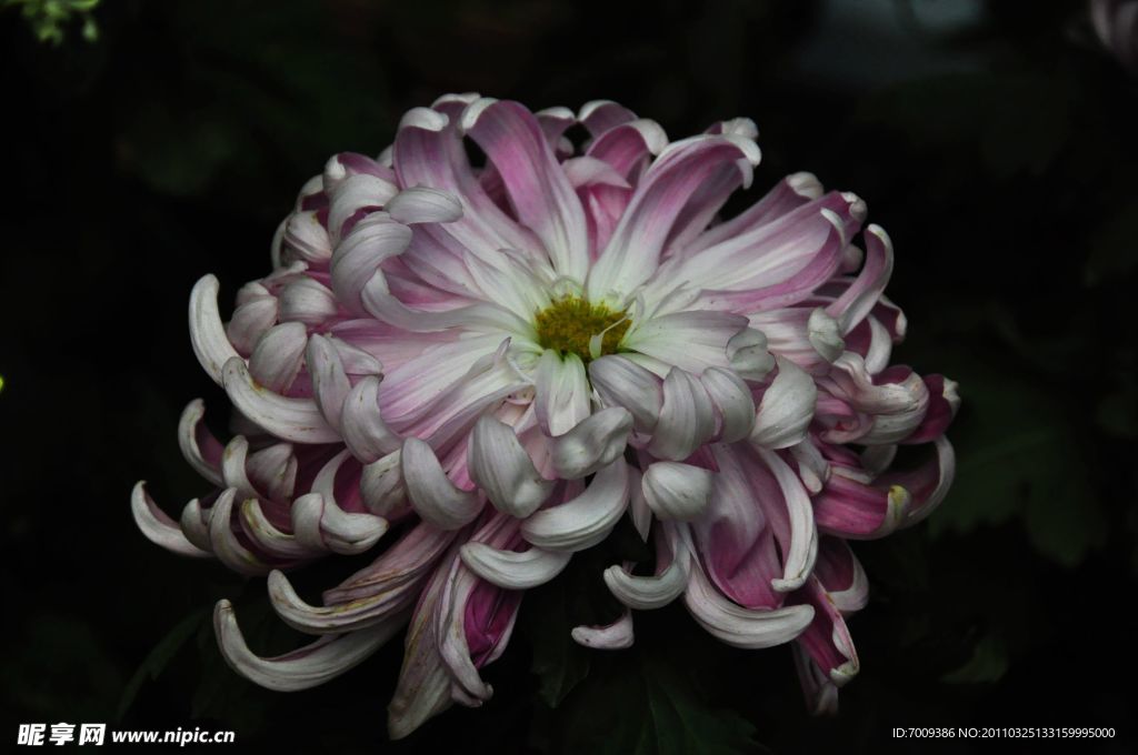 菊花