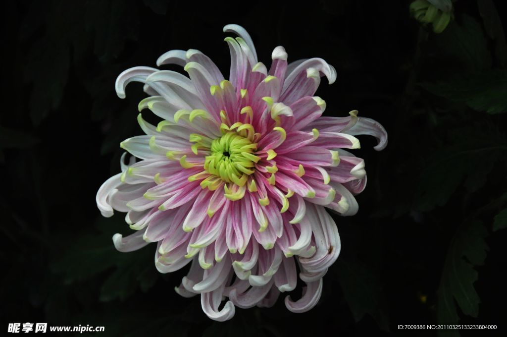 菊花