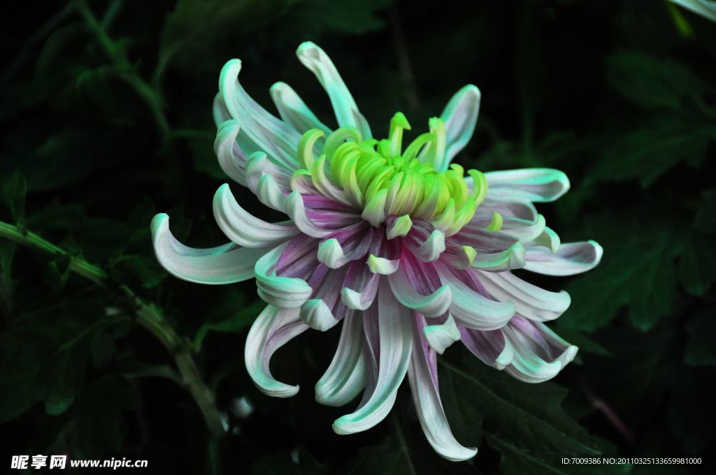 菊花