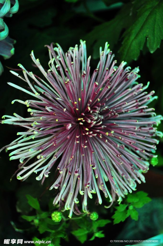 菊花