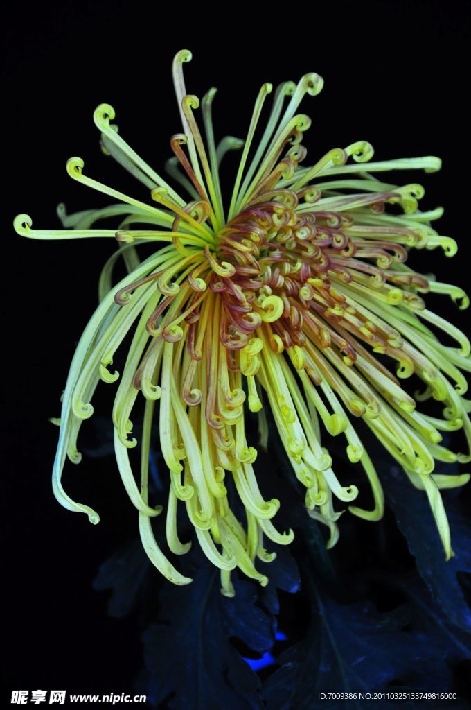 菊花