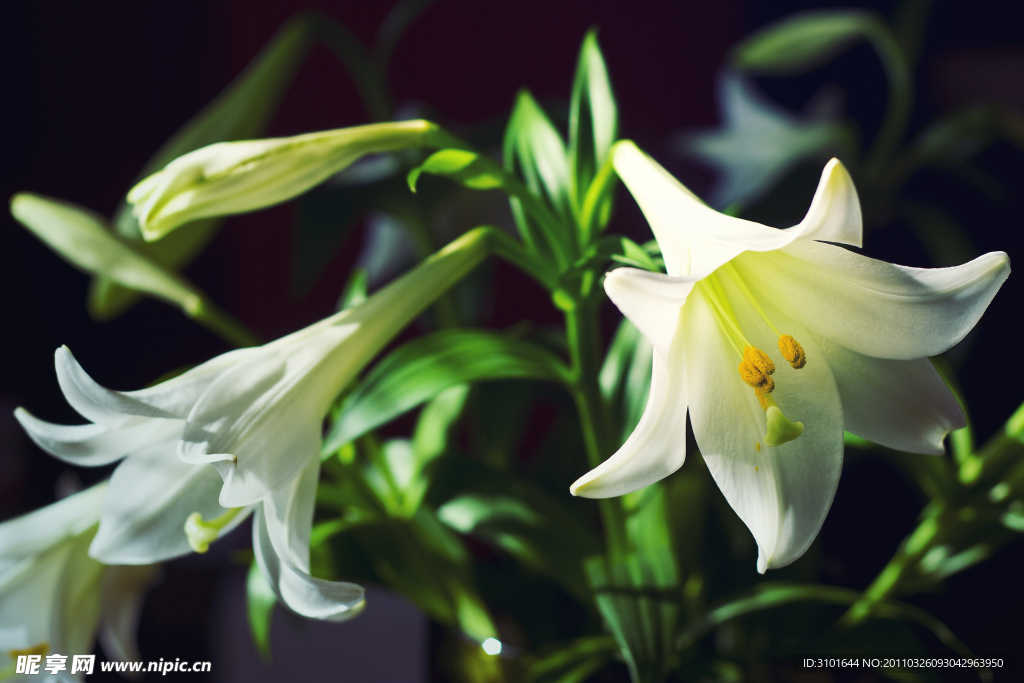 白色百合花