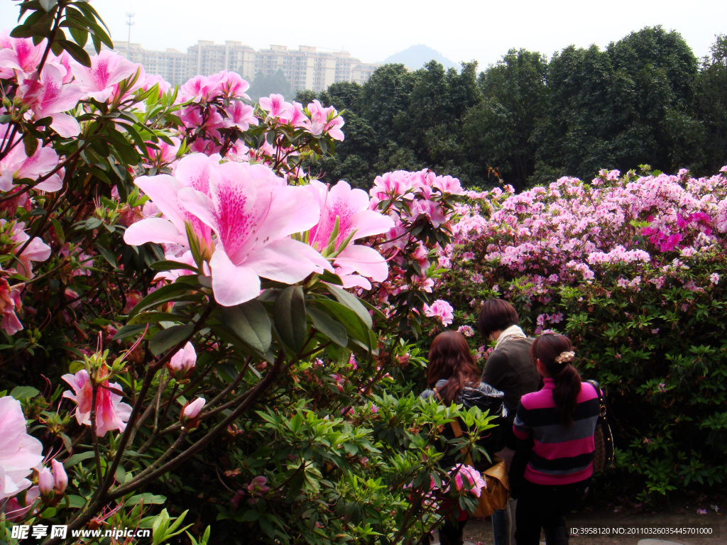 杜鹃花