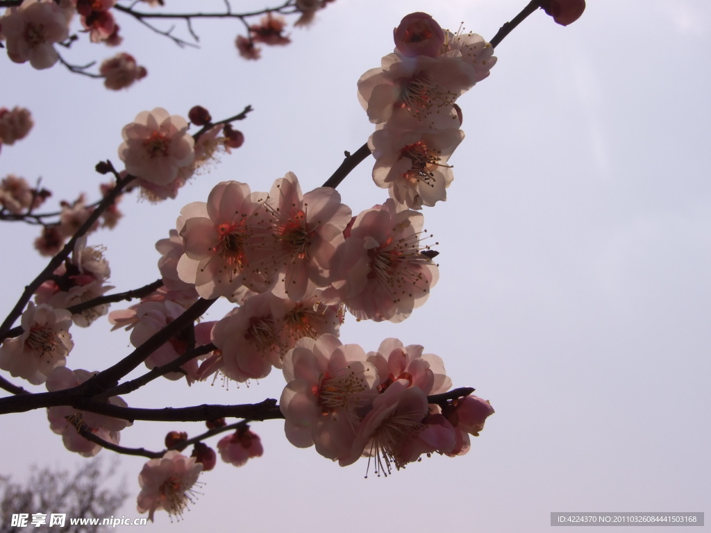 梅花