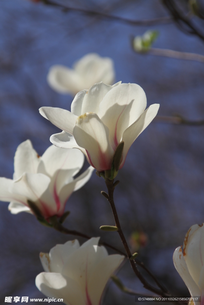 玉兰花