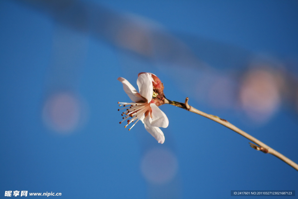 依旧是杏花