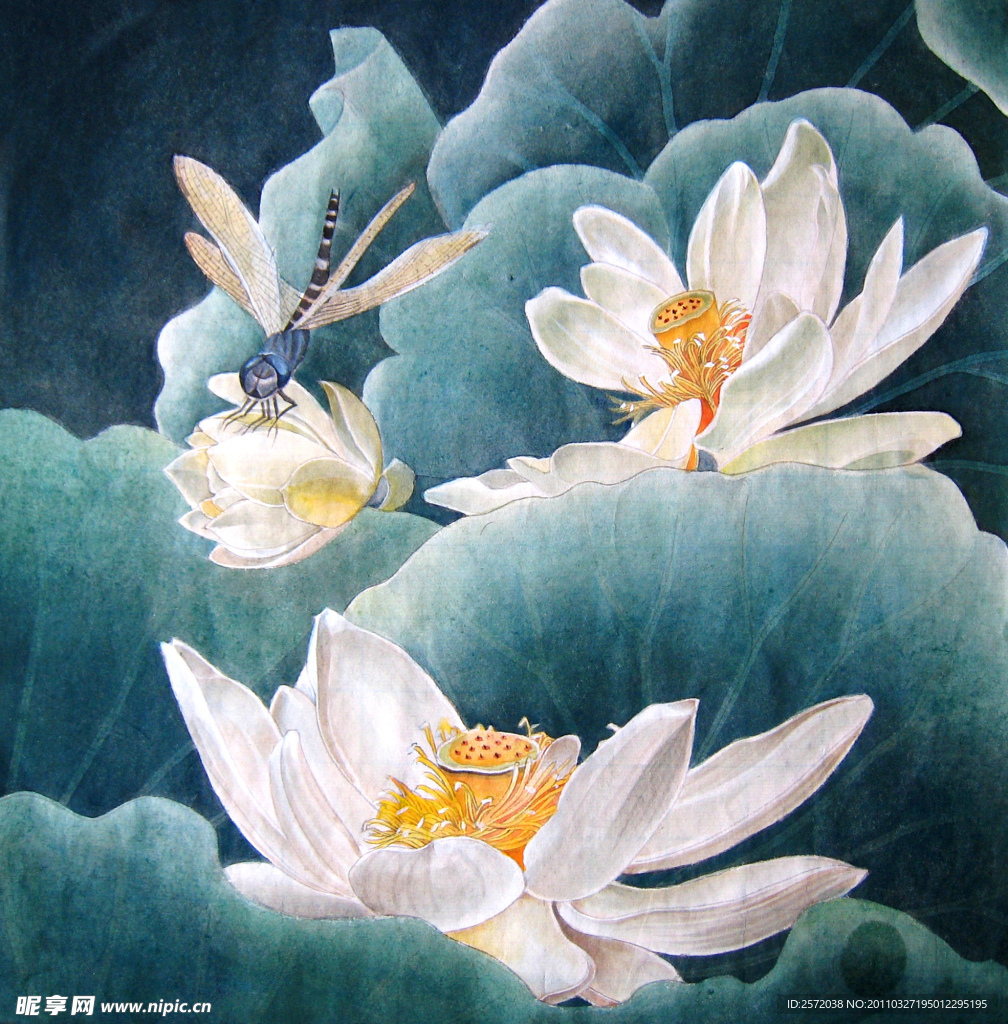 荷花蜻蜓