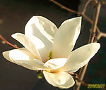 玉兰花