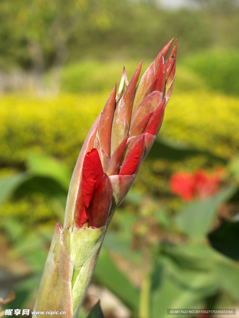 花蕾