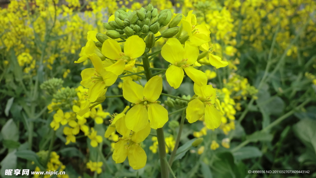 油菜花