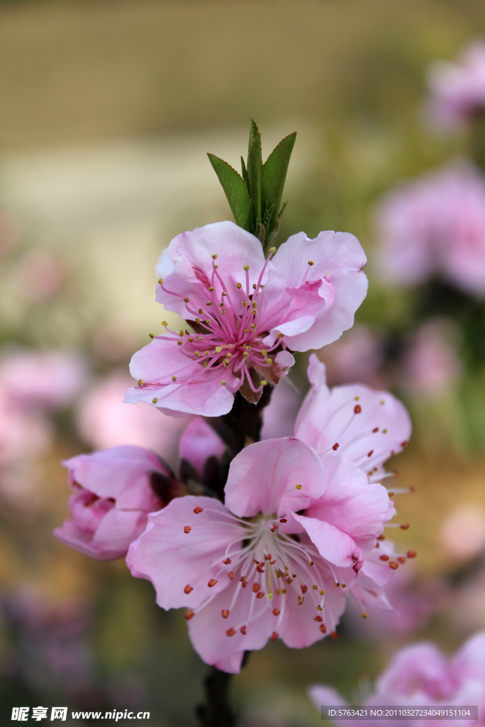 桃花