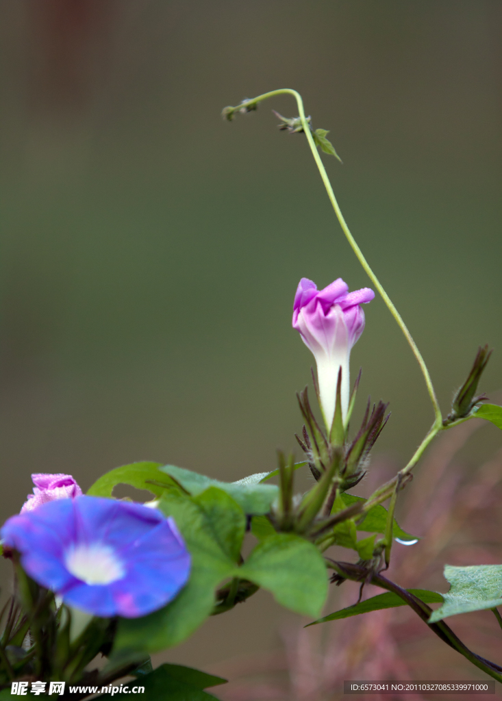 牵牛花