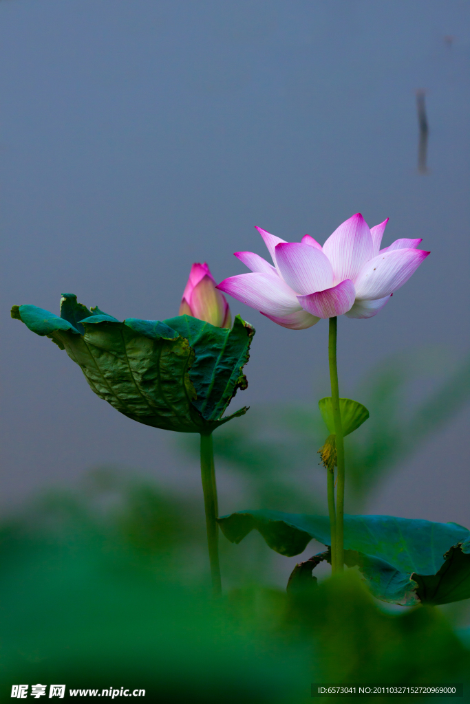 荷花