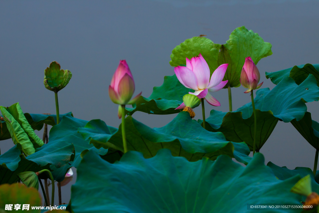 荷花