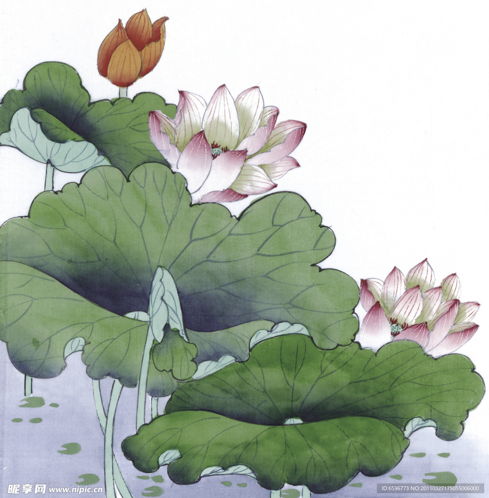 荷花