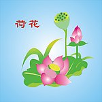 荷花