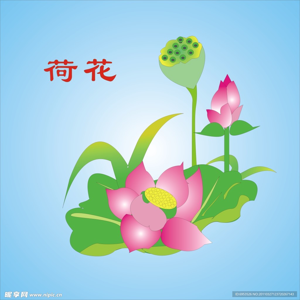 荷花