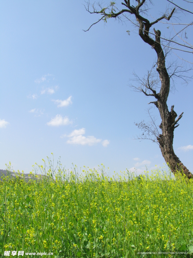 油菜花和枯树