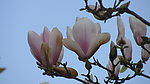 玉兰花