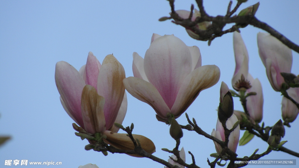 玉兰花