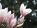 玉兰花