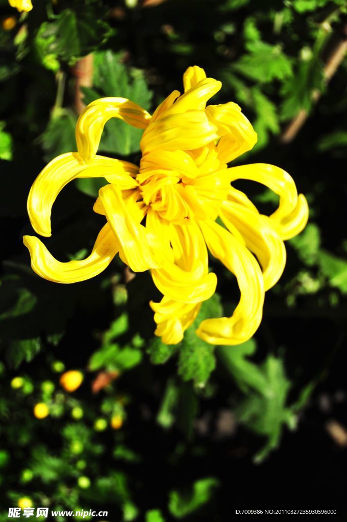 菊花