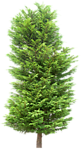 园林树木绿树透明png