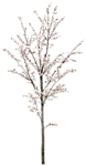 园林树木桃树透明png