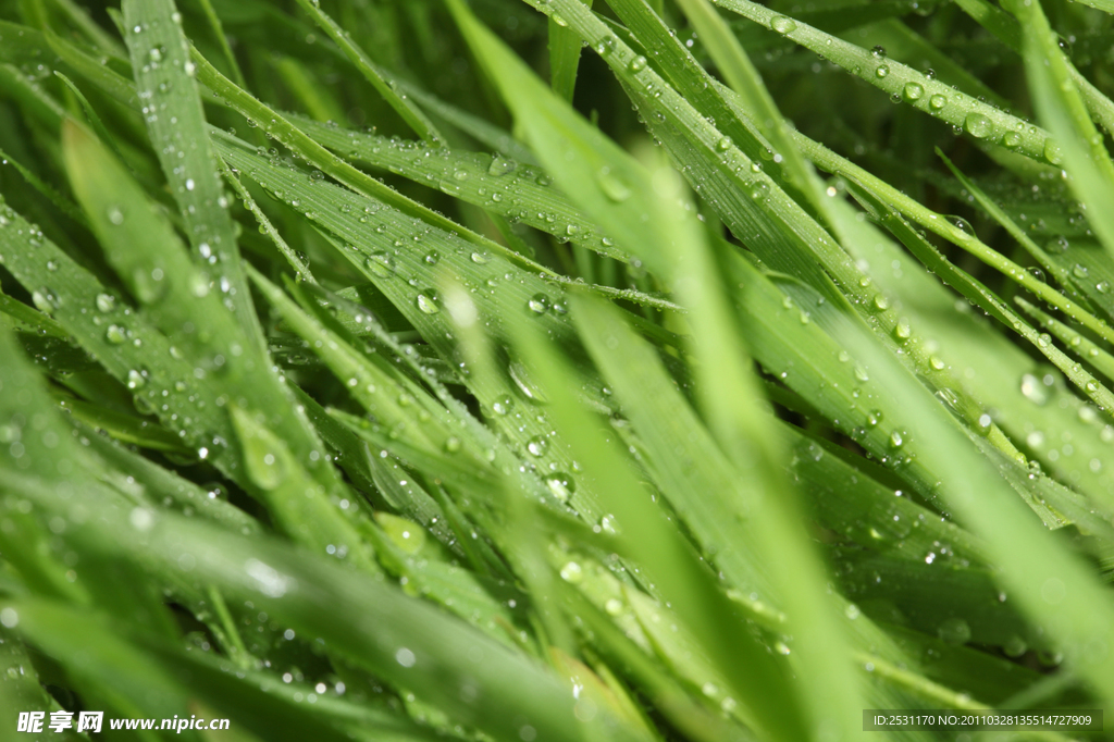 绿草 露水