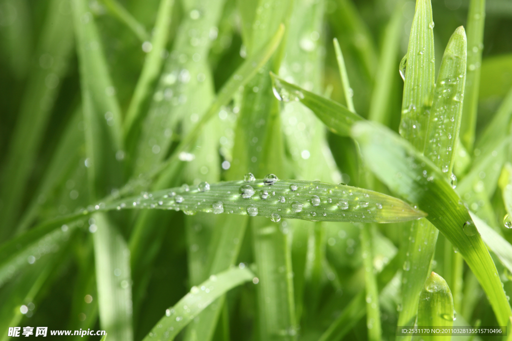 青草 雨水