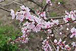 三月桃花始盛开