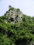 山树一体