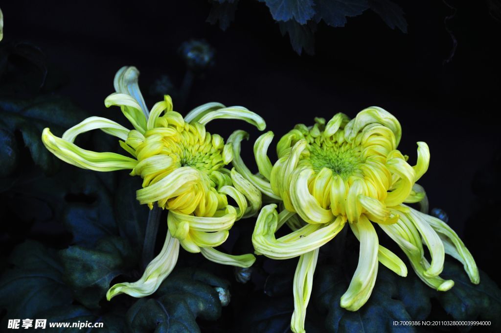 菊花