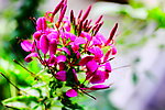 鲜花