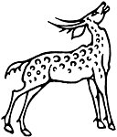 高清鹿图案花纹