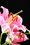 百合花