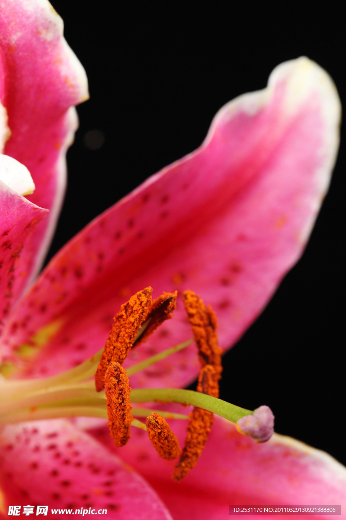 百合花