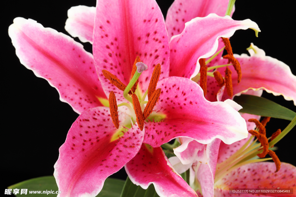 百合花特写