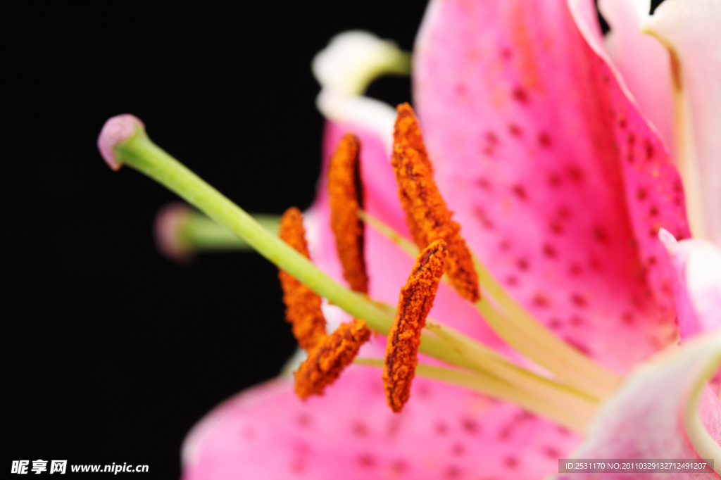 百合花