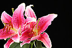 百合花