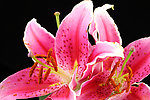 百合花