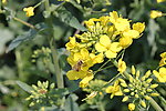 油菜花与蜜蜂