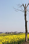 老树与油菜花