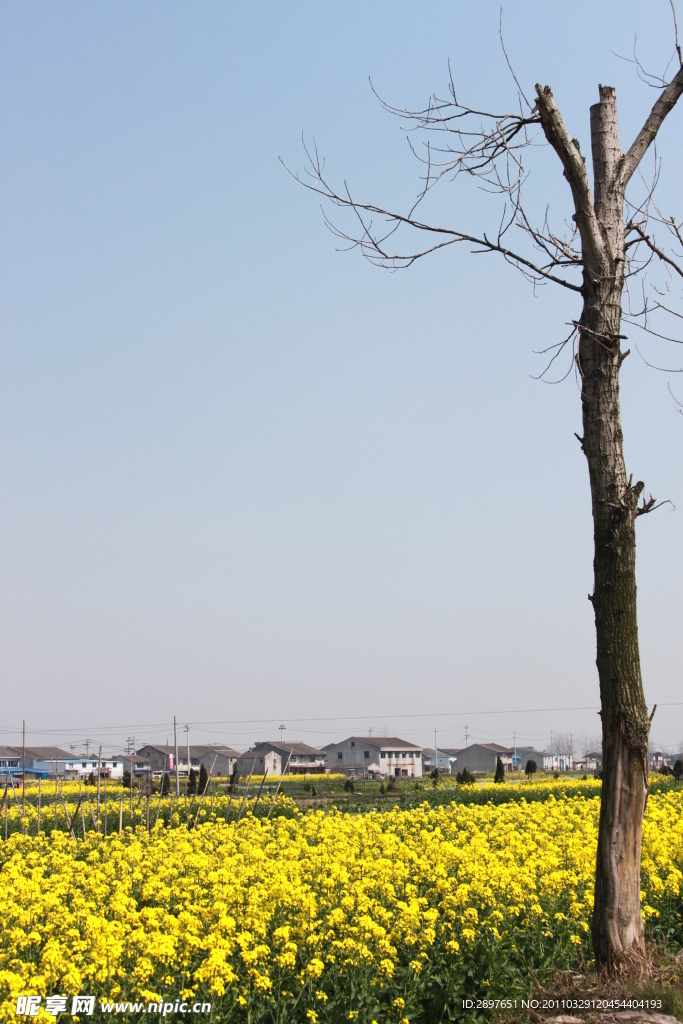 老树与油菜花