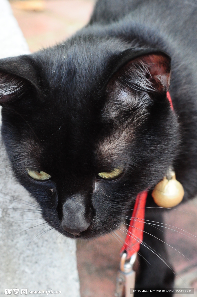 黑猫