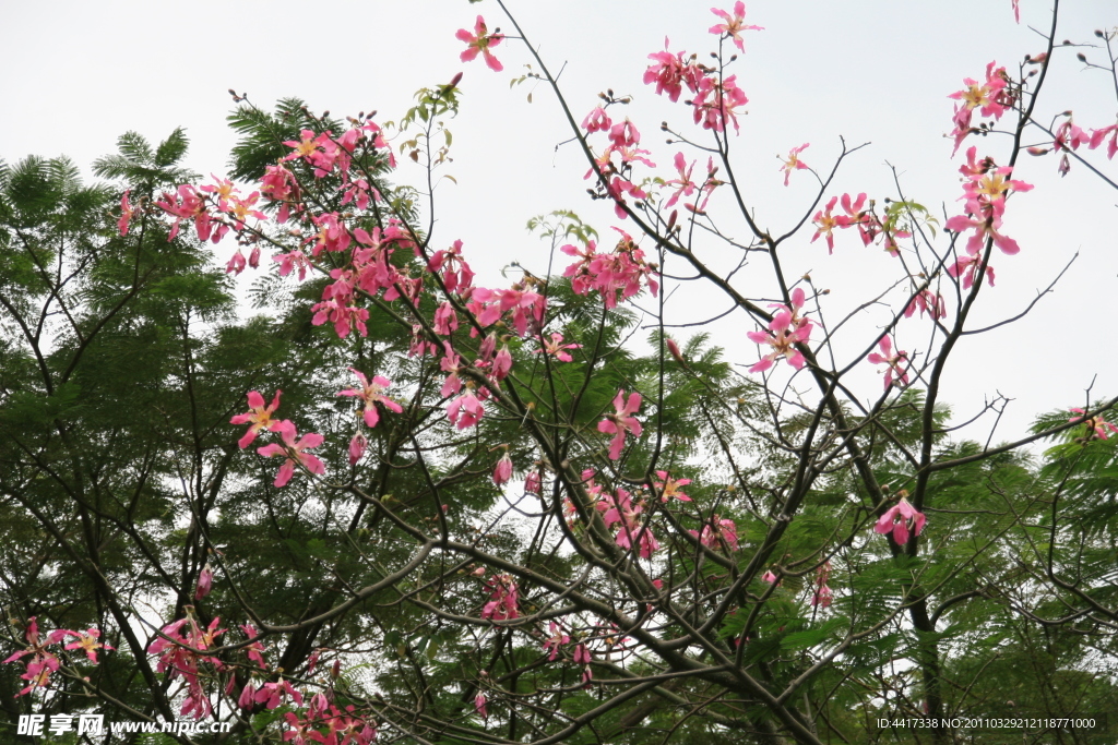 树枝上粉色小花朵