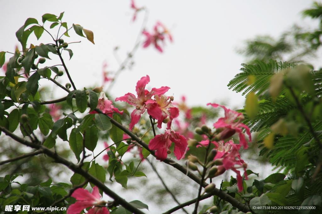 树枝上粉色小花朵