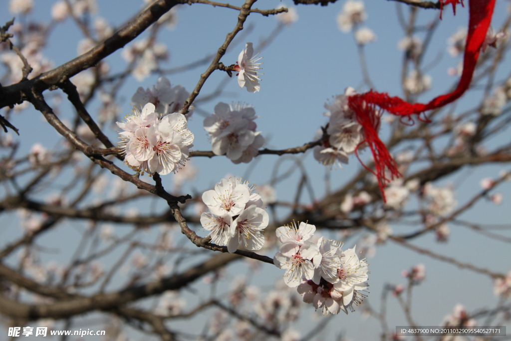 2011春天桃花